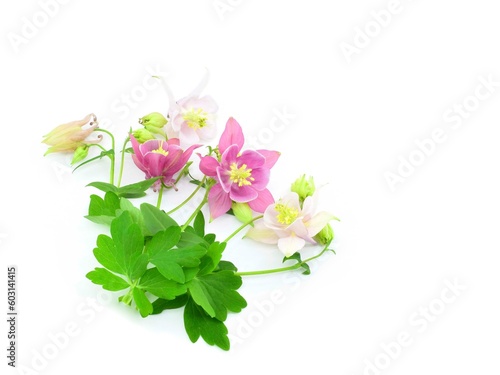 Bouquet of aquilegia flowers isolated on white background. Сopy space. Сommon names: granny's bonnet, columbine.
