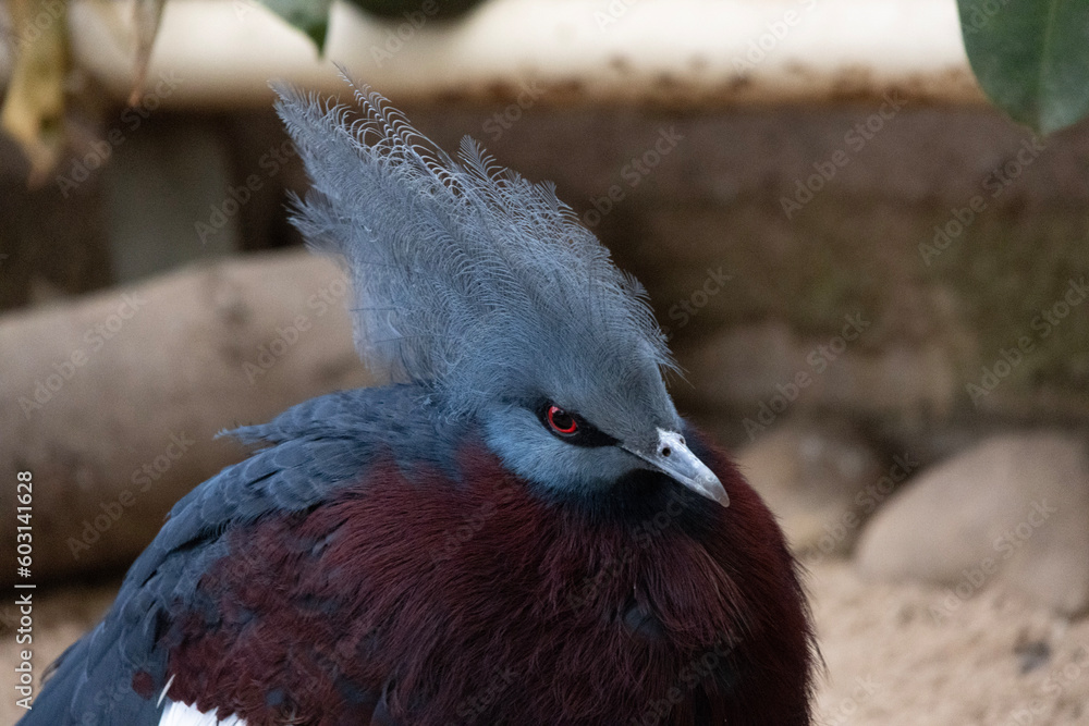 Obraz premium grey crowned pigeon