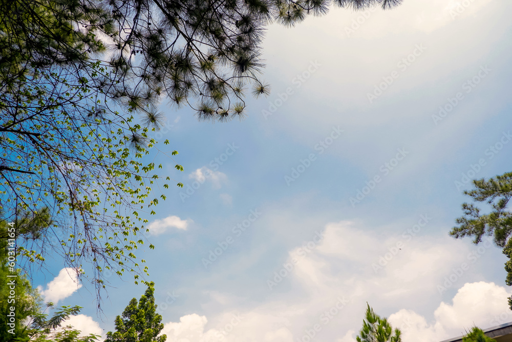 Fototapeta premium tree against blue sky background
