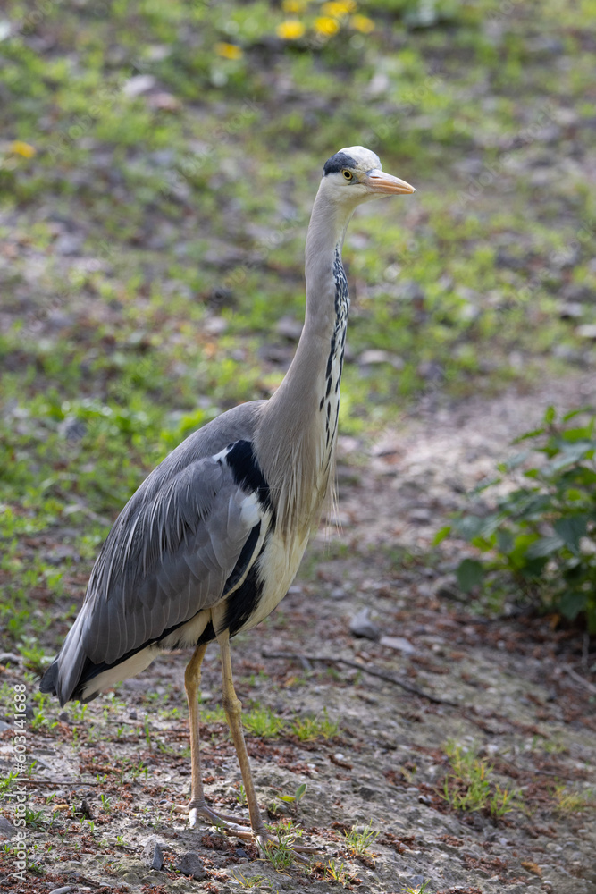 Fototapeta premium great blue heron