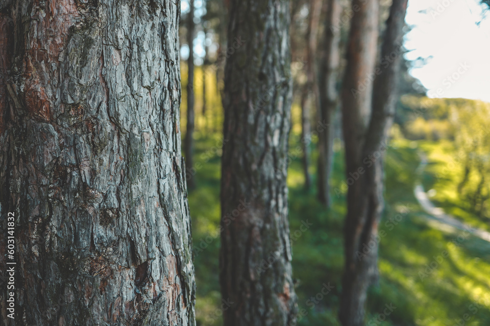 Fototapeta premium Pine forest background, spring nature