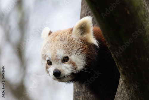 Wallpaper Mural close up of a panda Torontodigital.ca