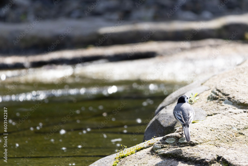 bird on the rock