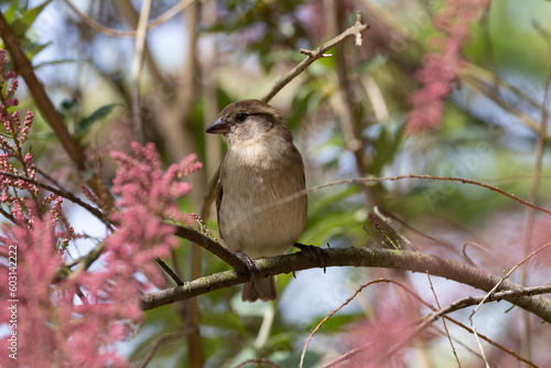 Wallpaper Mural a sparrow on a branch Torontodigital.ca