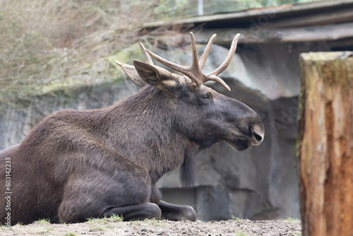 Obraz na płótnie elk in the woods w salonie