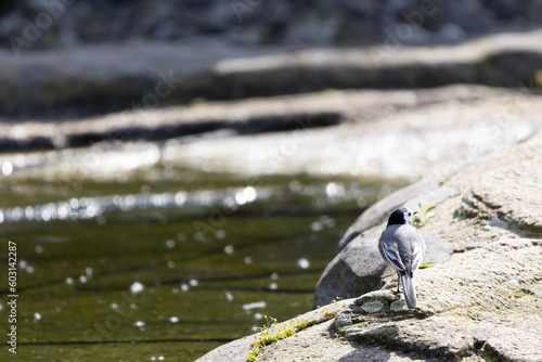 bird on the rock