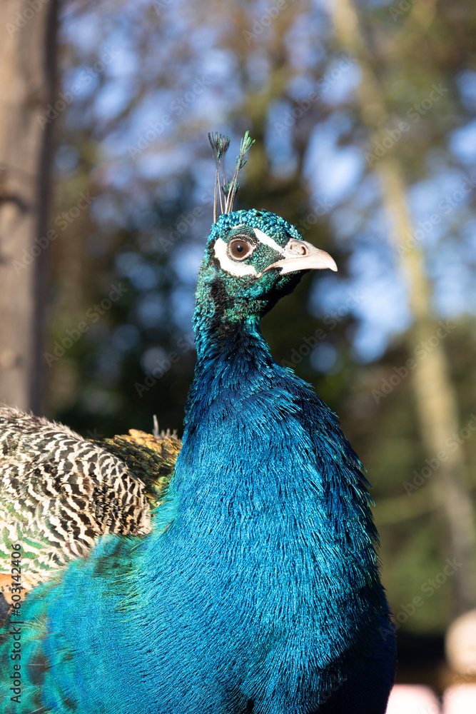 portrait of a peacock