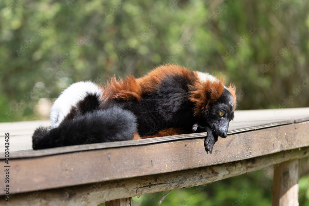 black and white lemur