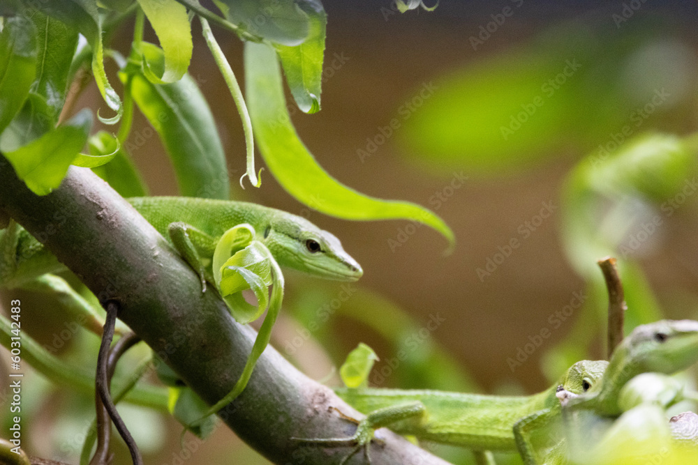 green lizard on a branch