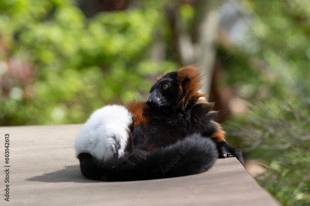 lemur on tree