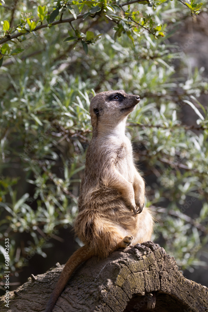 meerkat on guard