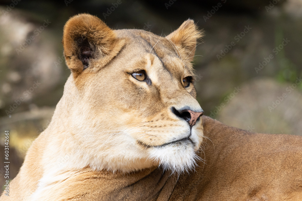 lioness in the grass