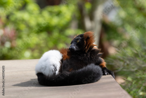 Obraz na płótnie lemur on tree w salonie