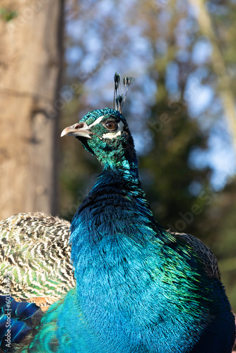 Obraz na płótnie peacock with feathers w salonie