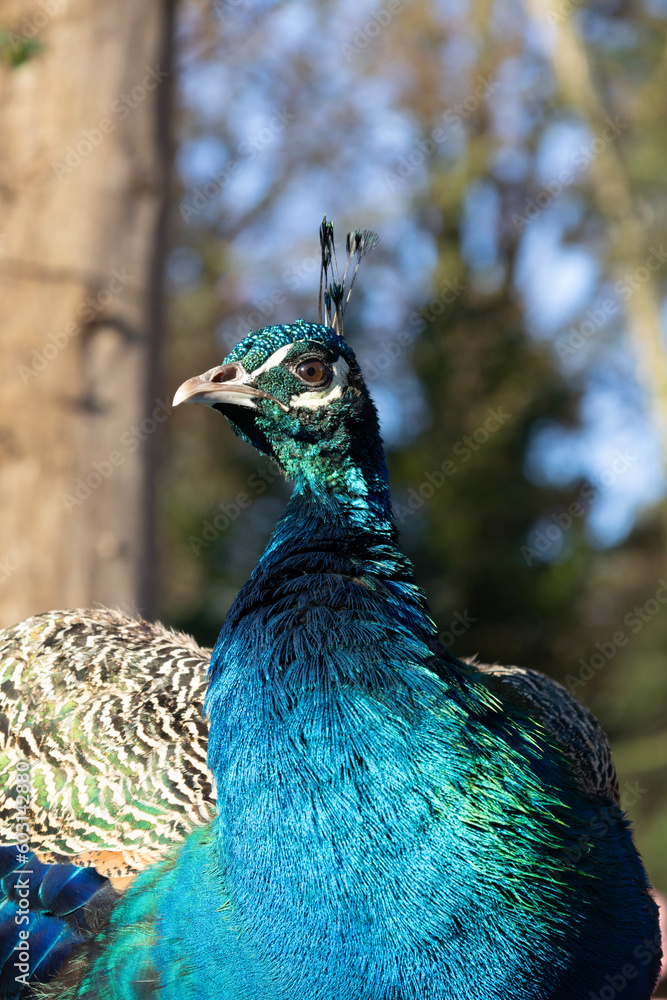 peacock with feathers