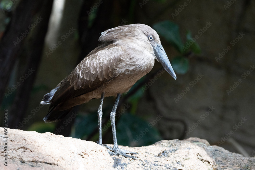 blue heron