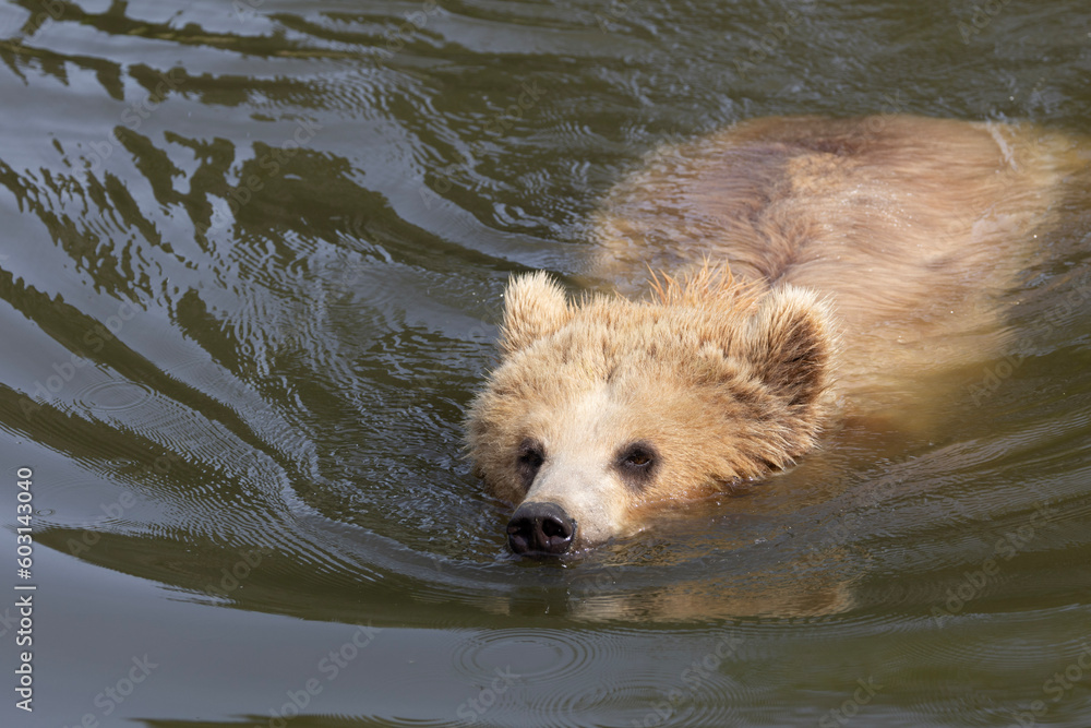 brown bear cub