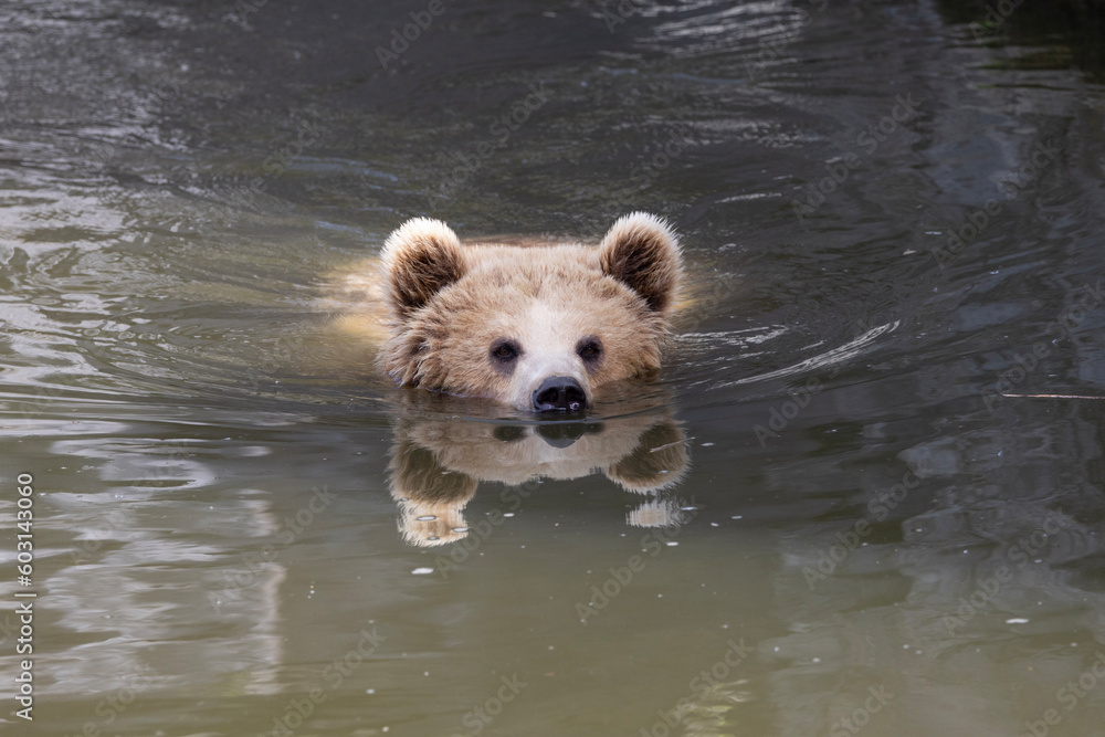 brown bear in water