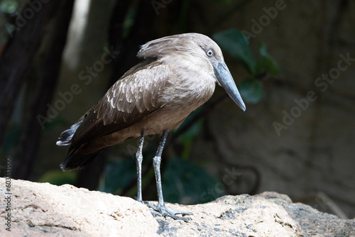 Obraz na płótnie blue heron w salonie