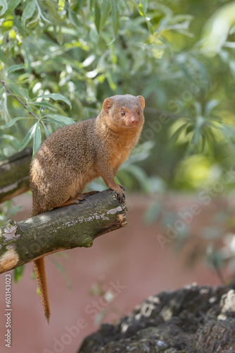 Obraz na płótnie squirrel on a branch w salonie