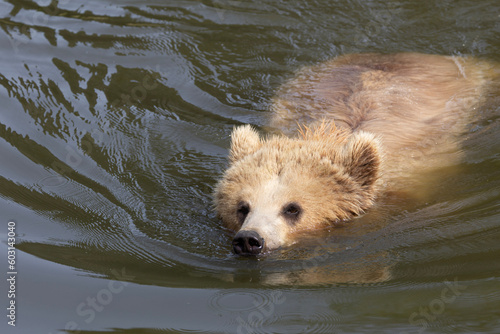 Obraz na płótnie brown bear cub w salonie