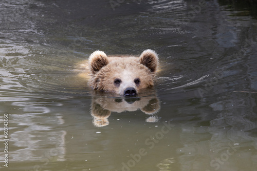 Obraz na płótnie brown bear in water w salonie