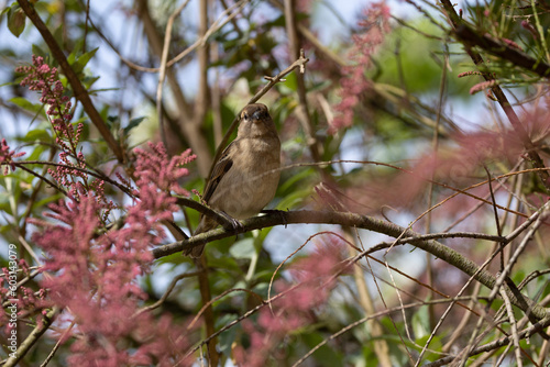 Wallpaper Mural bird of paradise Torontodigital.ca