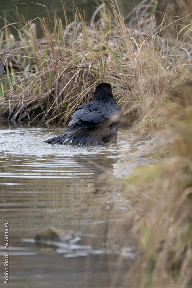 blackbird