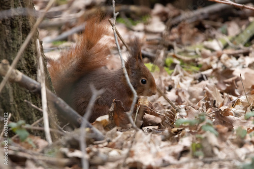 Obraz na płótnie squirrel in the forest w salonie