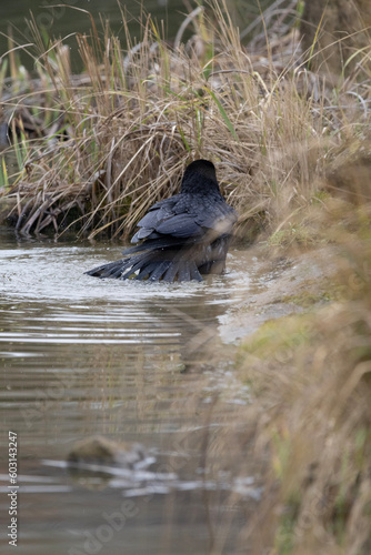 Obraz na płótnie blackbird w salonie