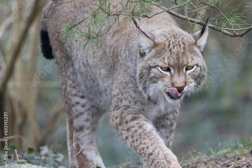 lynx in the snow