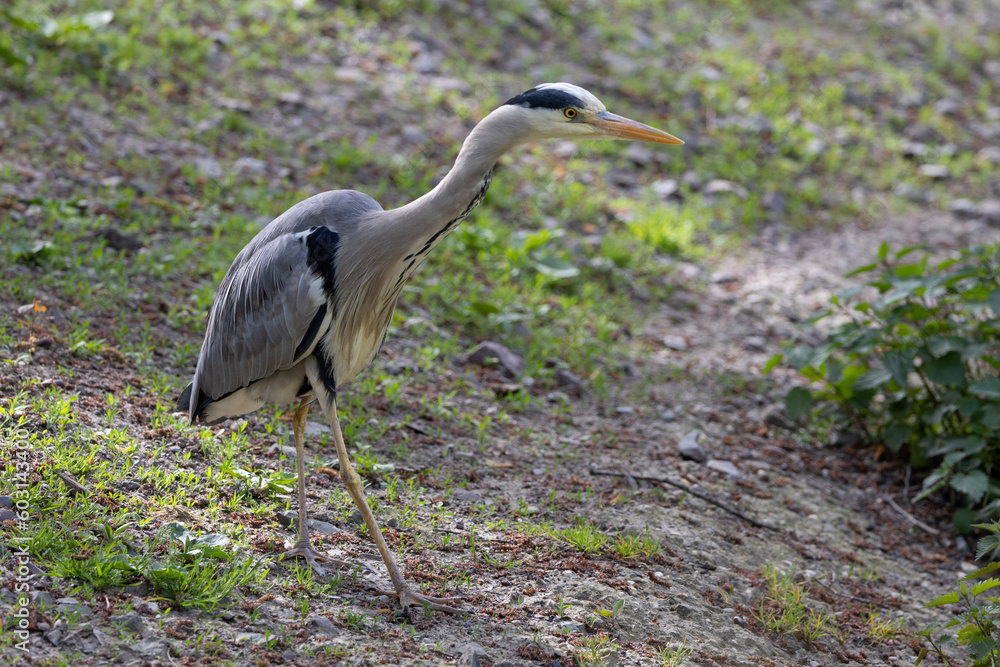 great blue heron