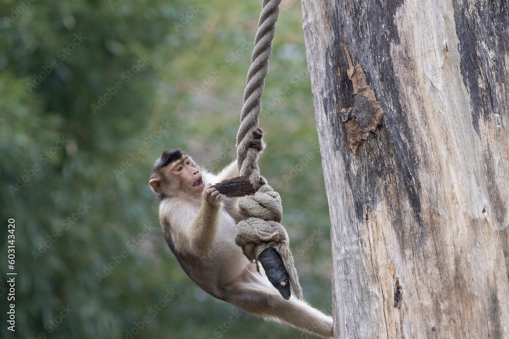 macaque