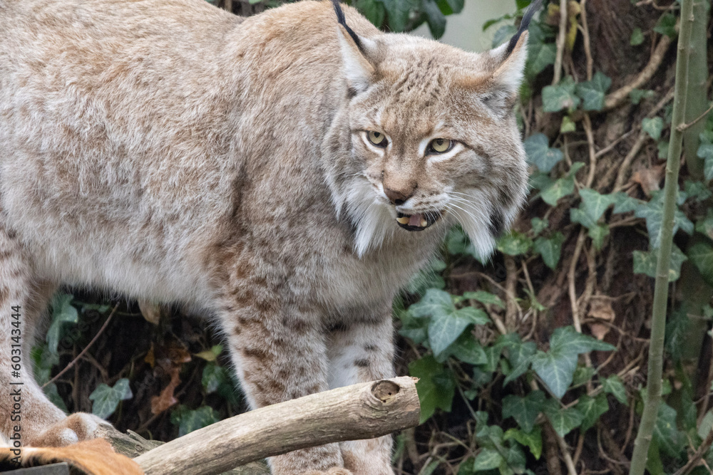 lynx in the woods