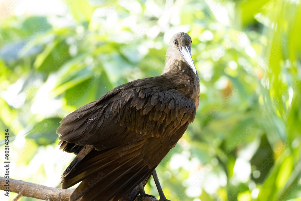bird on a branch