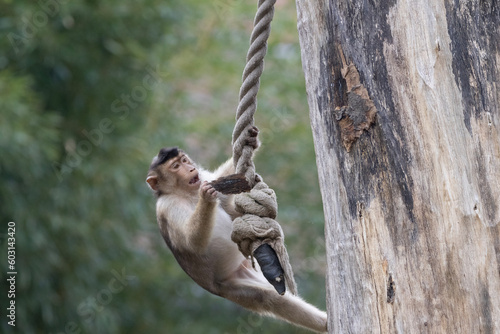 Obraz na płótnie macaque w salonie