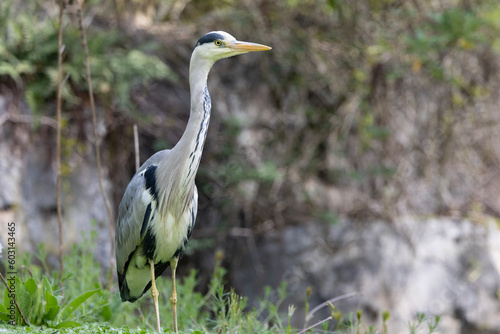 great blue heron