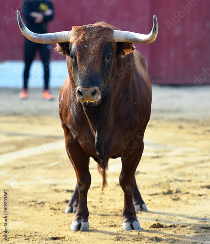 a strong bull in the spanish bullring