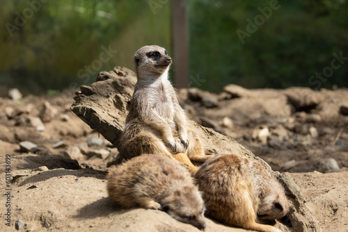 meerkat on guard