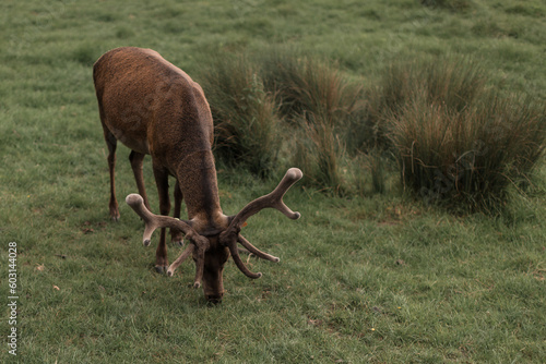 Red deer with large antlers stands on meadow © Myroslava