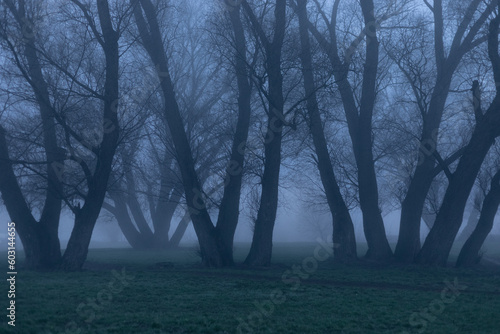 tree trunks in the fog