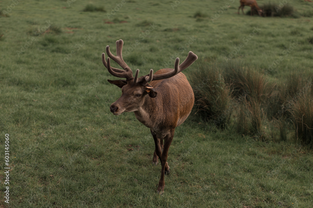 Red deer with large antlers stands on meadow Red deer with large antlers stands on meadow