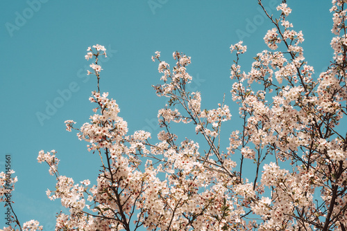 Spring Cherry Blossoms and Blue Sky