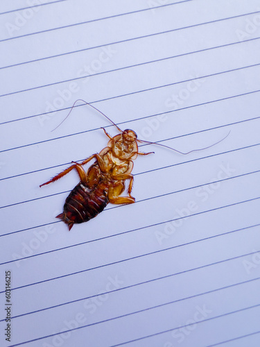 Cockroach, flattened inside book
