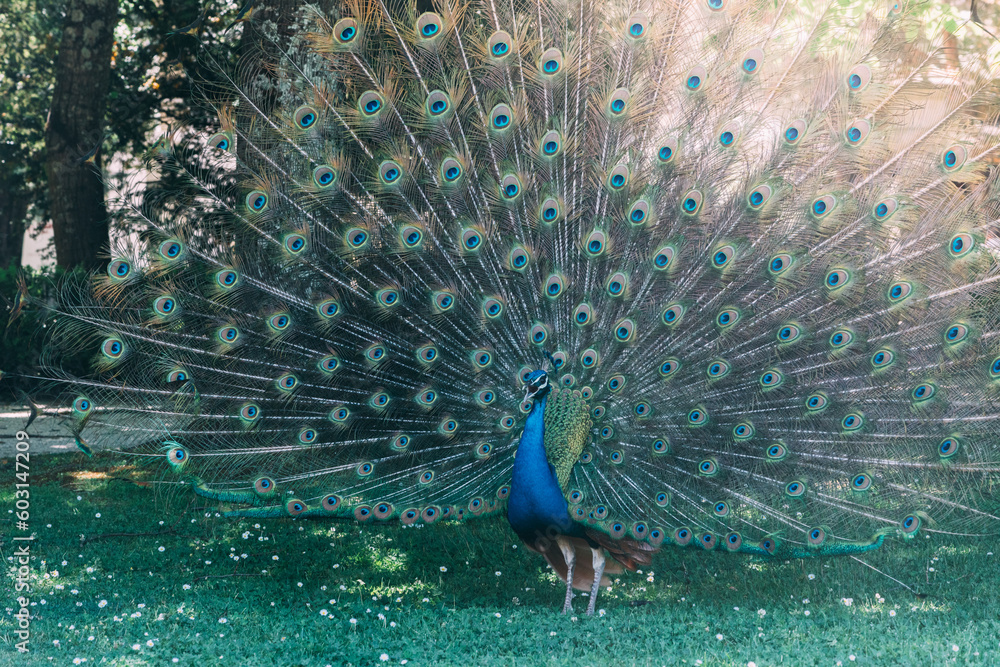 Obraz premium Close up of peacock showing its beautiful feathers in a park
