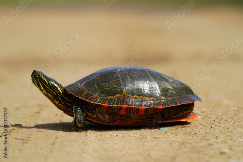 Chrysemys Picta a male Painted Turtle crawls around in water, sandy dirt road, and grass during sunny spring weather.  photo
