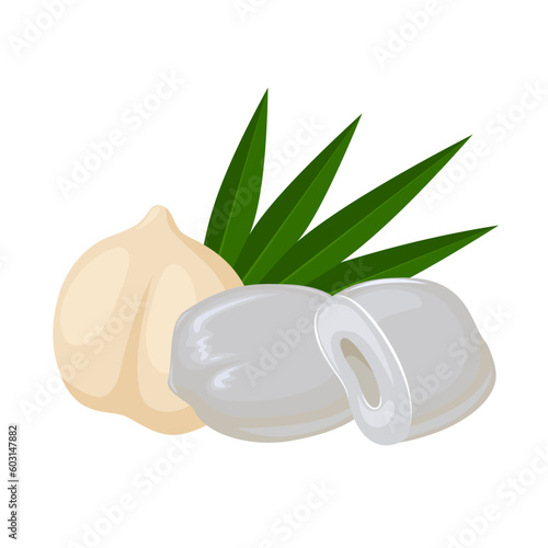 Vector illustration, Asian Palmyra palm, Toddy palm, Sugar palm. Isolated on white background.