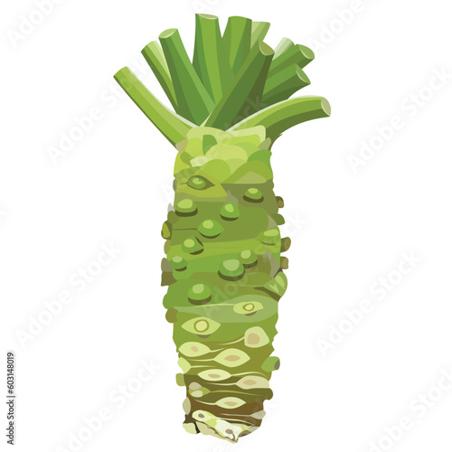 Vector Illustration of Wasabi Roots Wasabi Plant Wasabi Japanese Horseradish