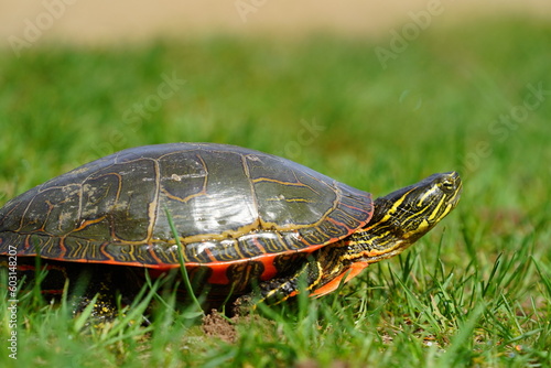 Chrysemys Picta a male Painted Turtle crawls around in water, sandy dirt road, and grass during sunny spring weather. 
