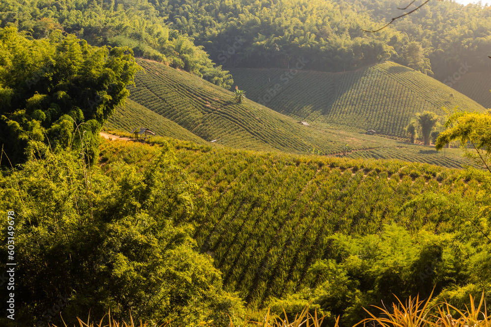 Fototapeta premium Pineapple plantations near Chiang Rai, Thailand